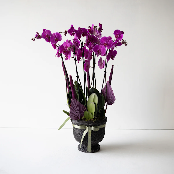 6 Dallı Saksılı Mor Orkide